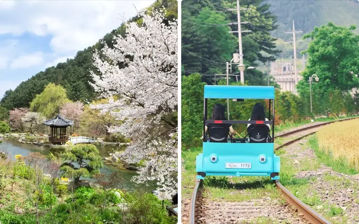 Cherry blossom at the Garden of Morning Calm on the left, rail bike on the right