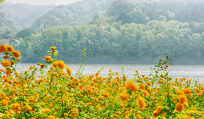 Seoul Vicinity: Nami Island + Garden of Morning Calm + Strawberry Picking 1 Day Tour