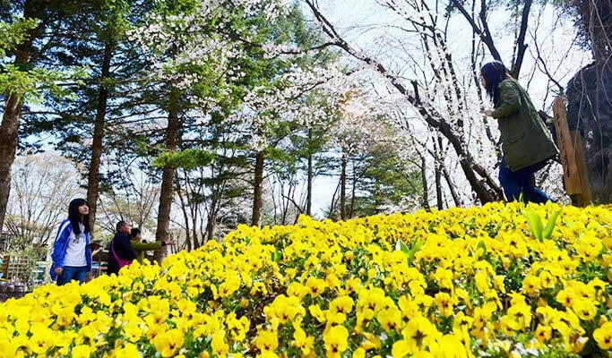 Seoul Vicinity: Nami Island + Petite France + Garden of Morning Calm Day Tour