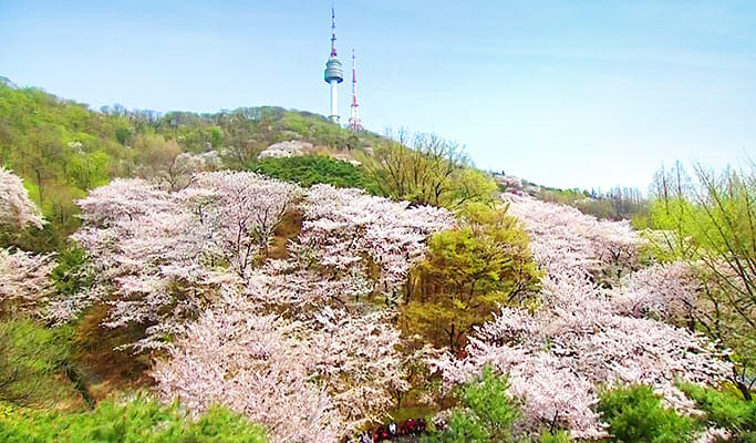 Spring Special: Seoul Cherry Blossom Private 1 Day Tour (Apr 4~12)
