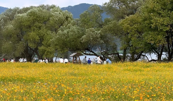 院岱里白樺林＆季節花卉節1日遊 - 首爾出發