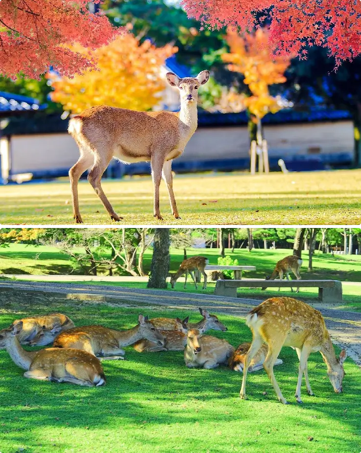 Cute deer you can meet at Nara Park