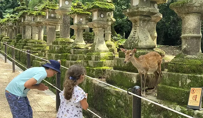Nara Park Tour - English Guided Sightseeing Bus