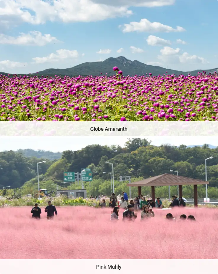 Yangju Nari Park in full bloom with globe amaranth and pink muhly grass.