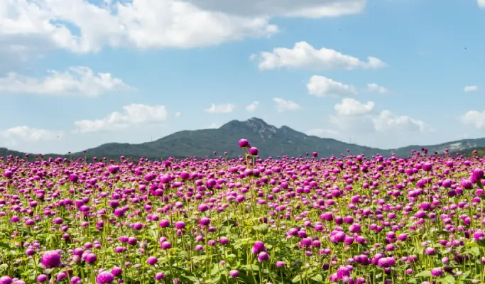 Nami Island + Gangchon Rail Bike + Nari Park Globe Amaranth/ Pink Muhly Festival 1 Day Tour from Seoul (Sept 5~Oct 20)