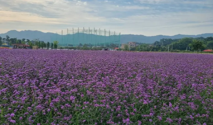 Nami Island + Gangchon Rail Bike + Nari Park Globe Amaranth/ Pink Muhly Festival 1 Day Tour from Seoul (Sept 5~Oct 20)