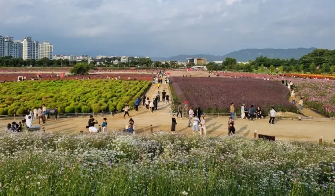Nami Island + Gangchon Rail Bike + Nari Park Globe Amaranth/ Pink Muhly Festival 1 Day Tour from Seoul (Sept 5~Oct 20)