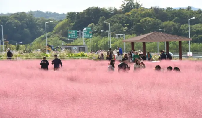 Nami Island + Gangchon Rail Bike + Nari Park Globe Amaranth/ Pink Muhly Festival 1 Day Tour from Seoul (Sept 5~Oct 20)