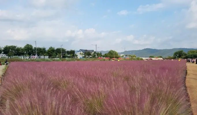 Nami Island + Gangchon Rail Bike + Nari Park Globe Amaranth/ Pink Muhly Festival 1 Day Tour from Seoul (Sept 5~Oct 20)