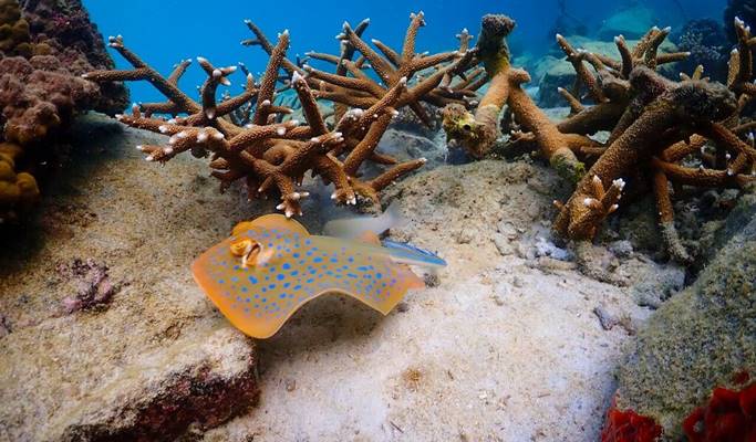 Nemo Island Snorkeling Tour by Speedboat (+ underwater photos) - from Pattaya