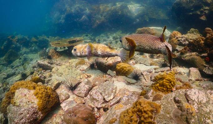 Nemo Island Snorkeling Tour by Speedboat (+ underwater photos) - from Pattaya