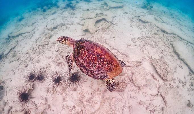 Nemo Island Snorkeling Tour by Speedboat (+ underwater photos) - from Pattaya