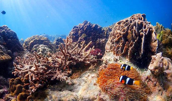 Nemo Island Snorkeling Tour from Pattaya - Trazy, Your Travel Shop for Asia