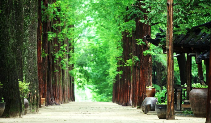 Ocean World Water Park & Nami Island 1 Day Tour (~Aug)