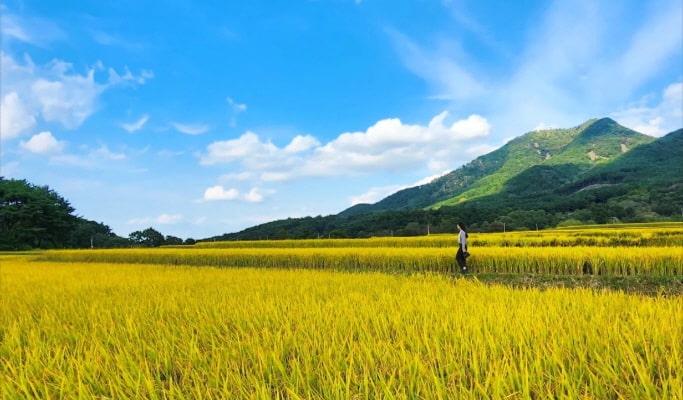 夏季特輯：2025保寧泥漿節 & 外巖民俗村一日遊 - 首爾出發（7月29日~8月9日）