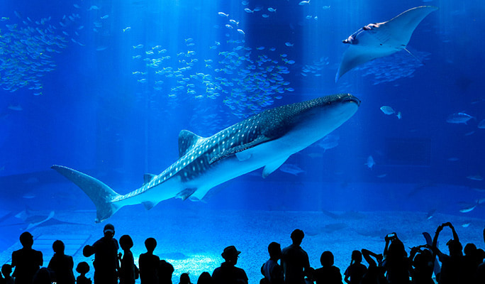 Okinawa Churaumi Aquarium Admission Ticket