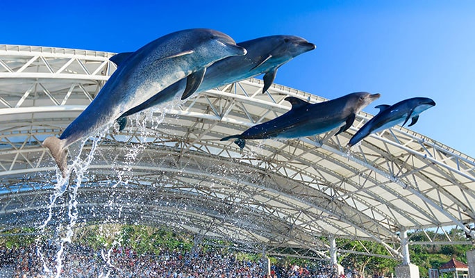 Okinawa Churaumi Aquarium Admission Ticket