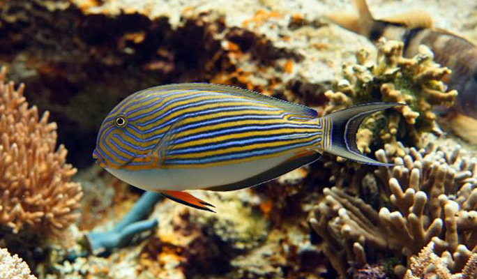 Okinawa Churaumi Aquarium Admission Ticket