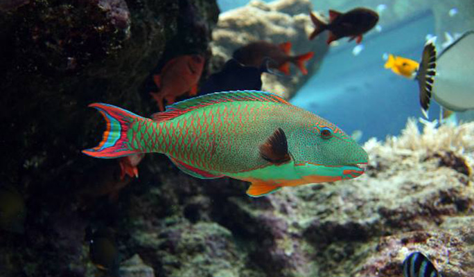 Okinawa Churaumi Aquarium Admission Ticket