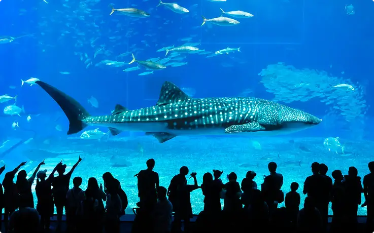Whale shark swimming inside the Kuroshio Tank at Okinawa Churaumi Aquarium.