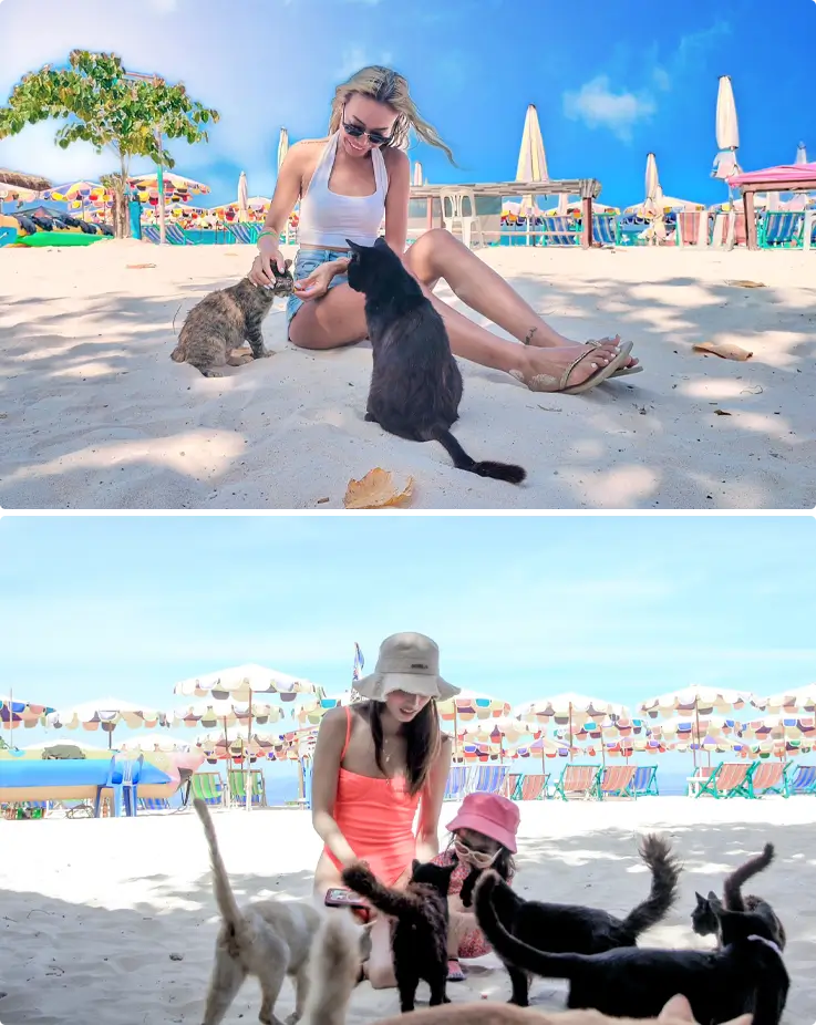 Cats at Khai Nai Island near Phuket