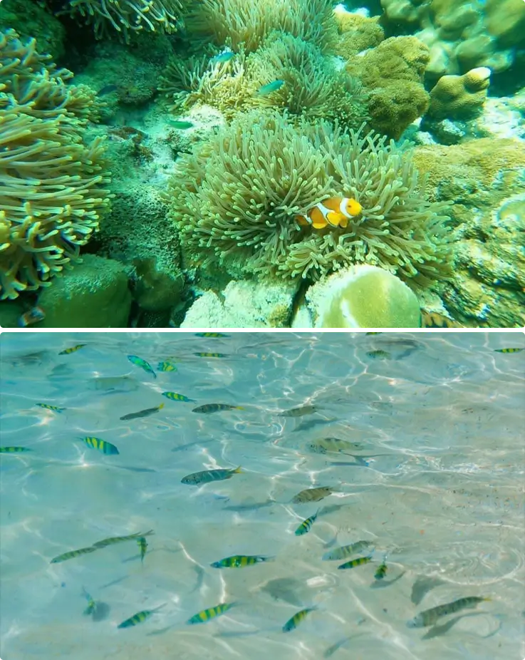 Fish at Khai Islands