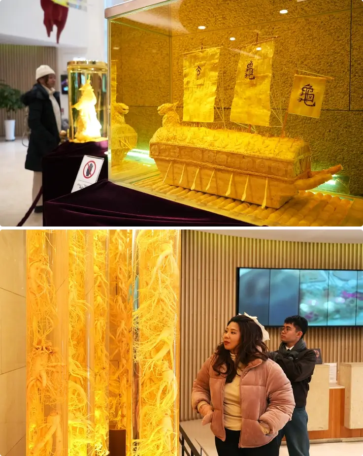 Ginseng exhibition at Cheongha Korean Ginseng Museum