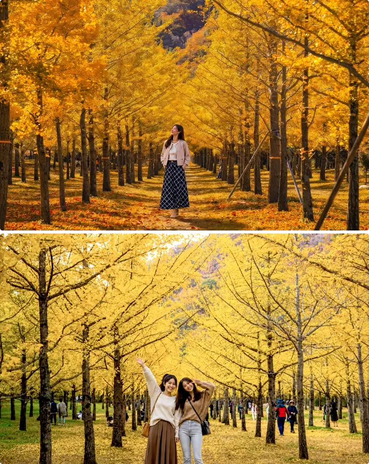 Golden ginkgo trees at Hongcheon Ginkgo Forest
