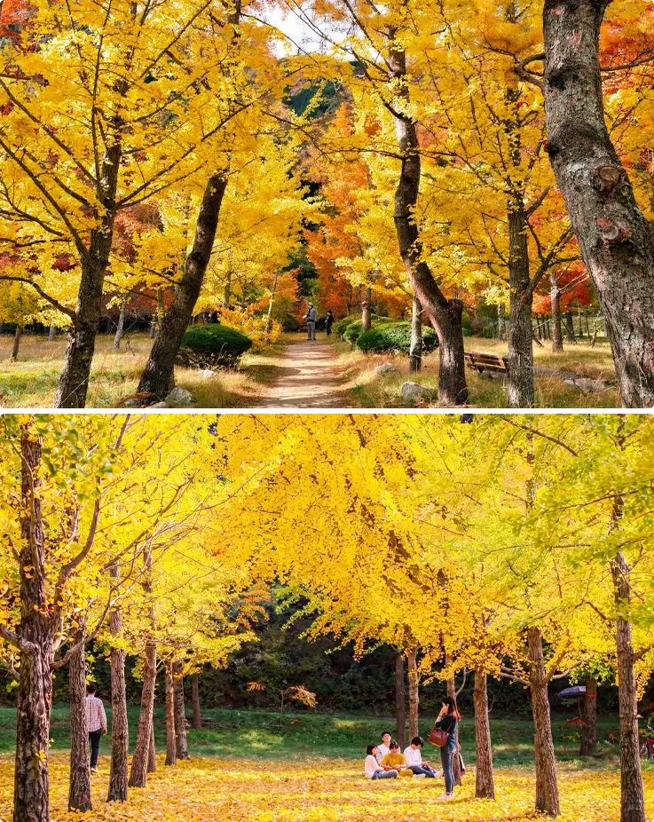 Golden ginkgo trees at Hongcheon Ginkgo Forest
