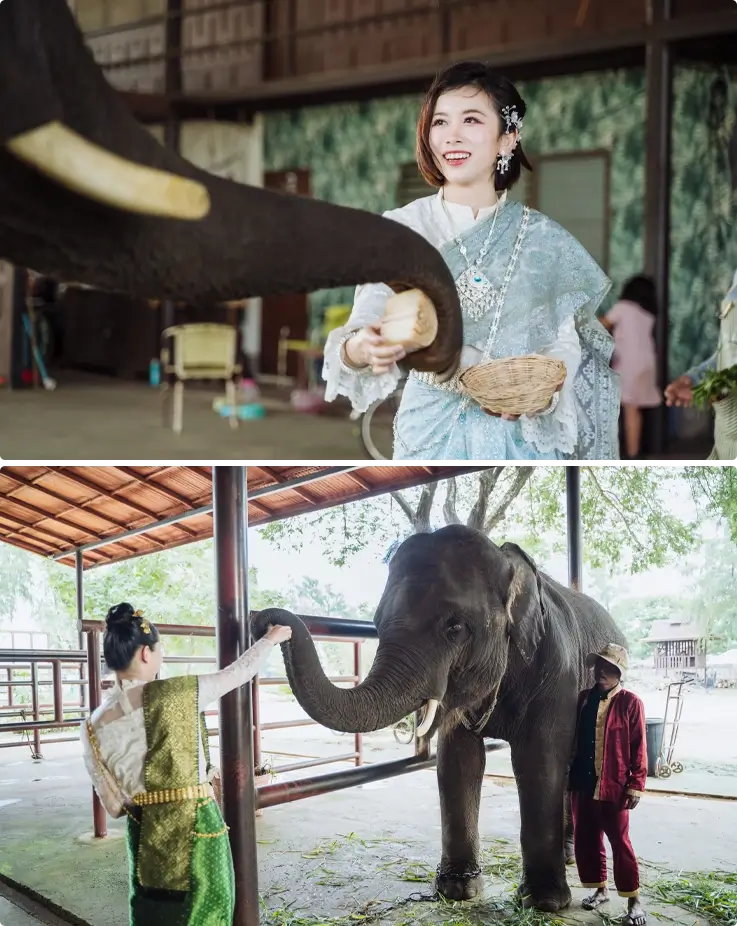 Visitors hand feeding the elephants at the Ancient City
