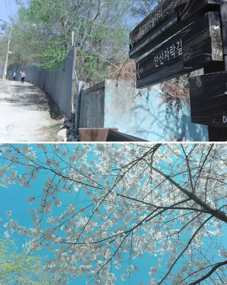 Ansan Jarak-gil hiking trail on top, cherry blossoms on the bottom