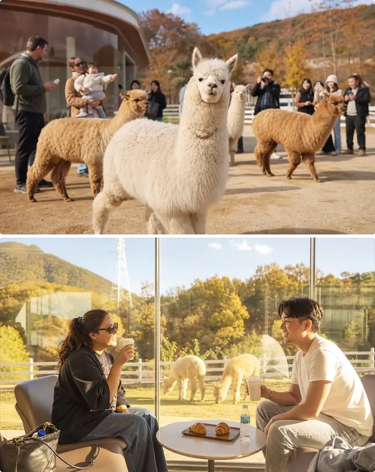 Alpacas at Alpaca Garden in Gapyeong