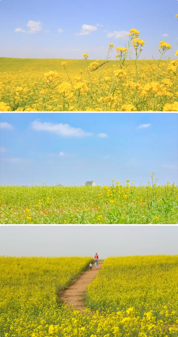 Anseong Farmland covered in canola flowers in spring