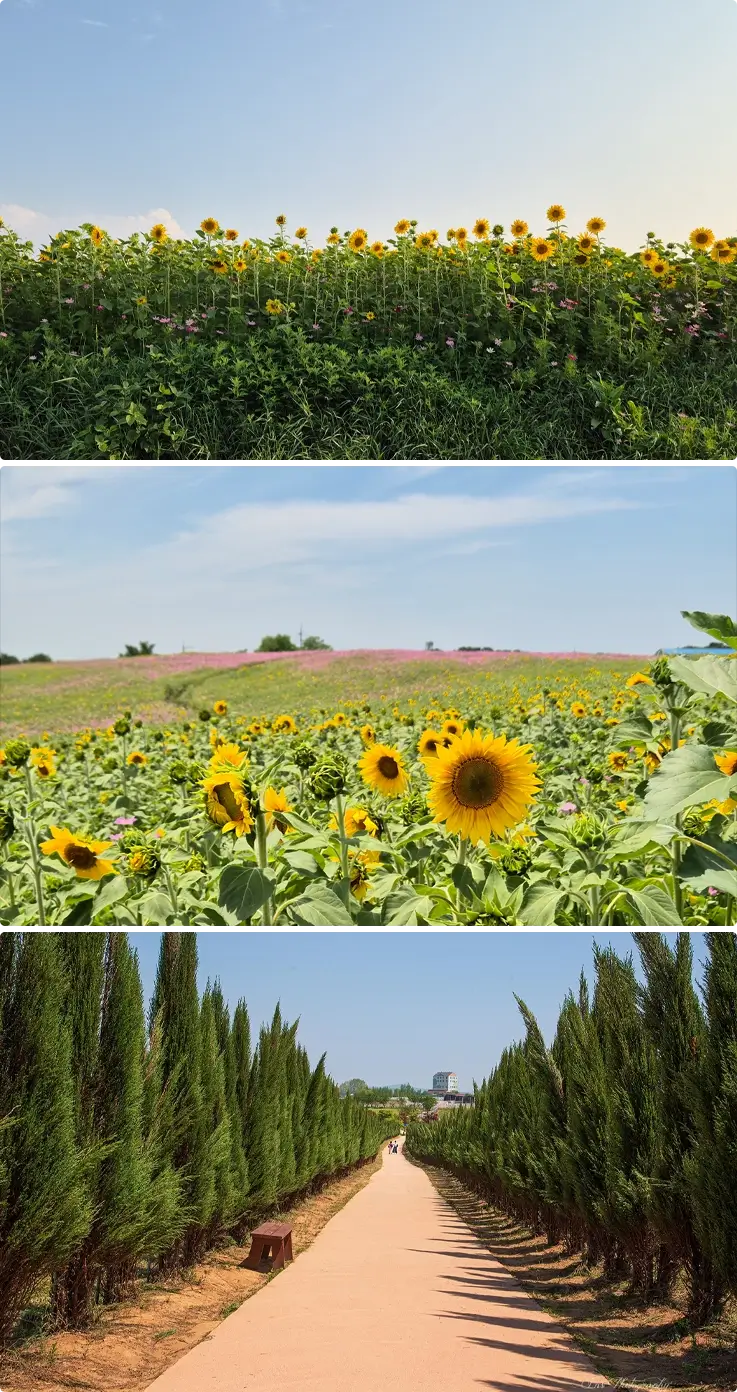 Sunflowers at Anseong Farmland Flower Festival in summer