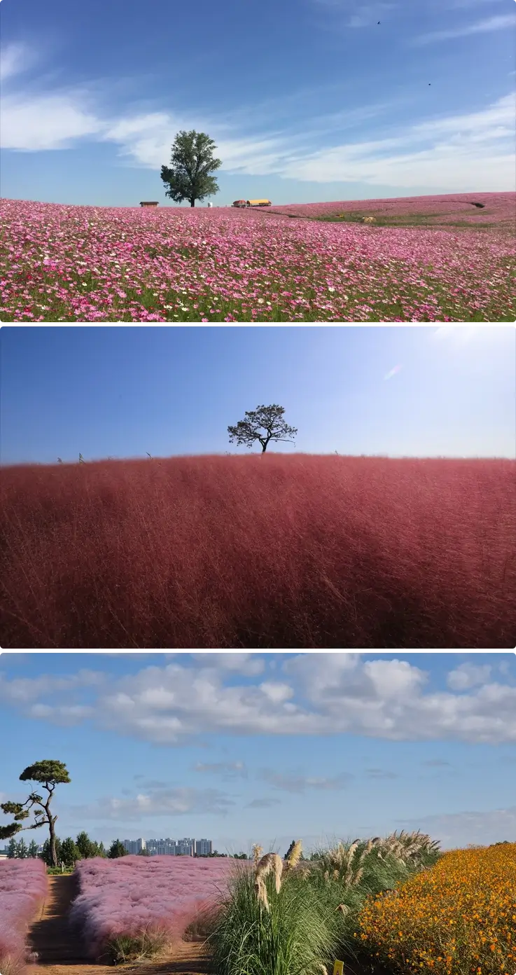 Cosmos and pink muhly at Anseong Farmland Flower Festival in fall