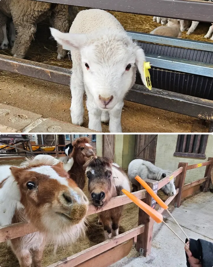 Sheep at the top and visitors feeding horses at Anseong Farmland
