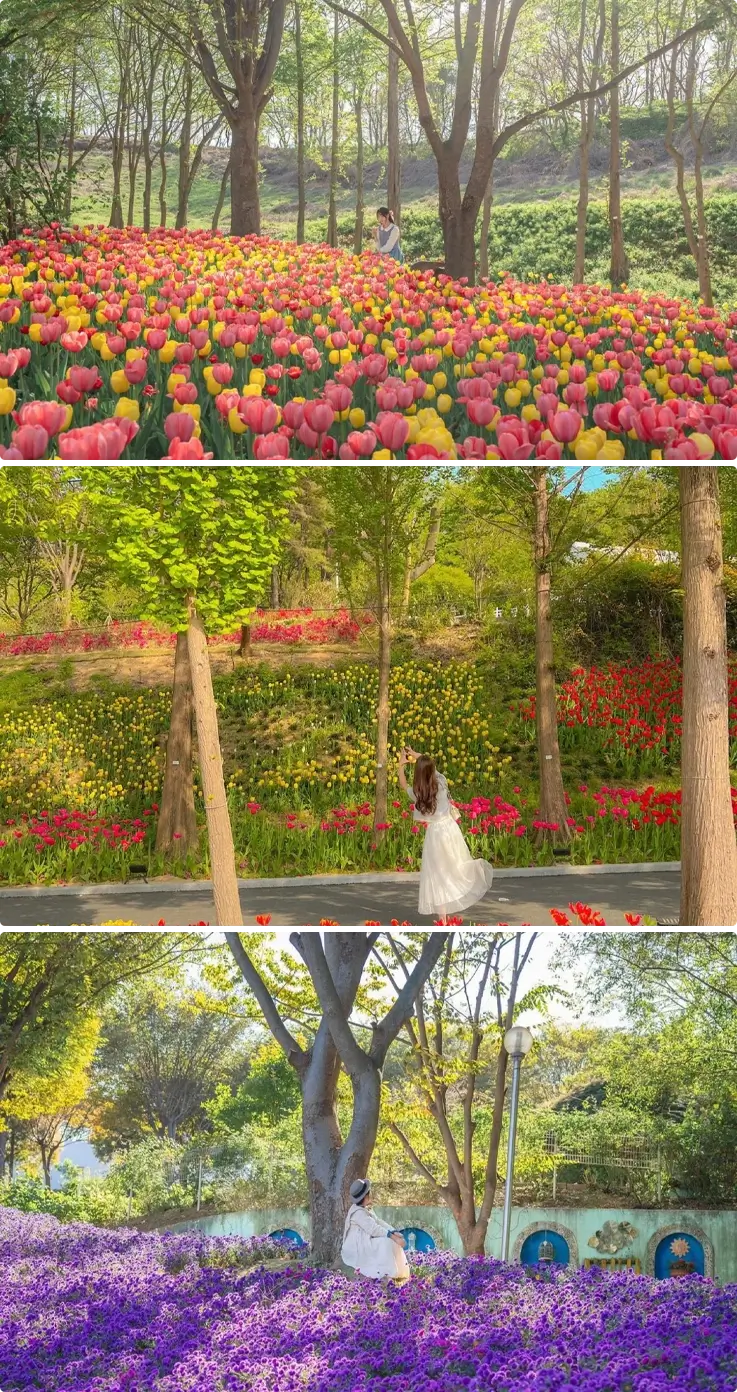 Seasonal flowers at Pinnacle Land in Asan