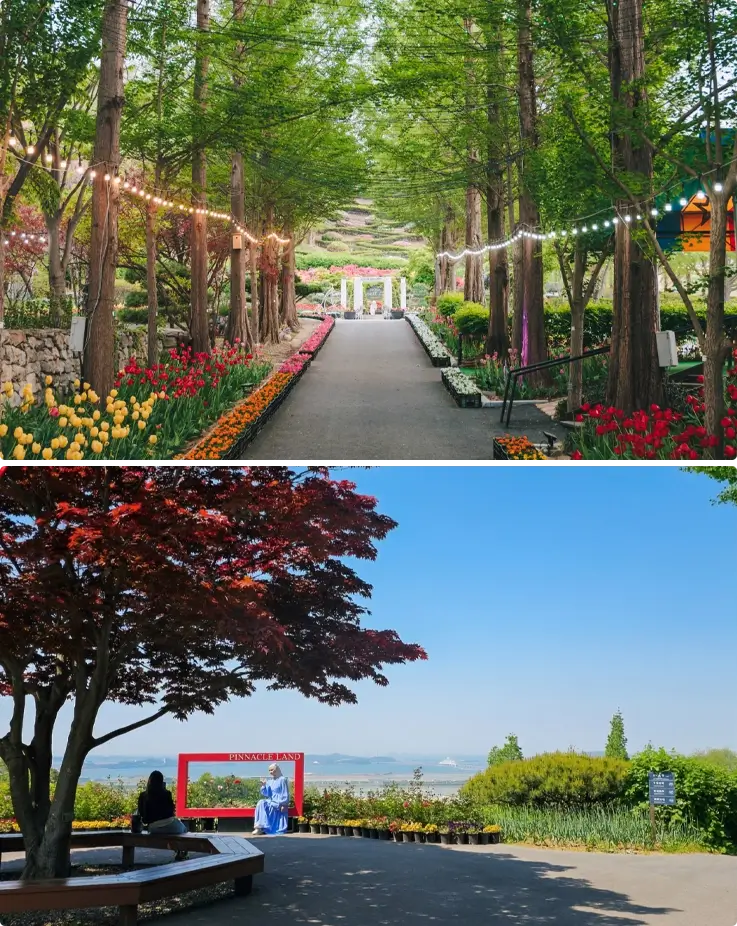 Seasonal flowers at Pinnacle Land in Asan