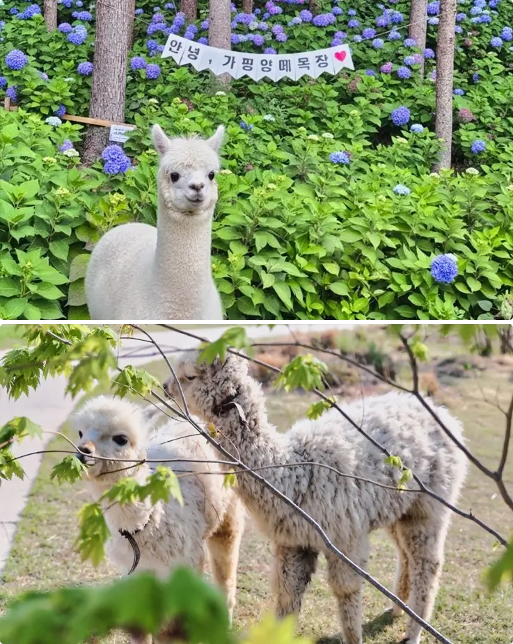 Alpacas at Gapyeong Sheep Ranch