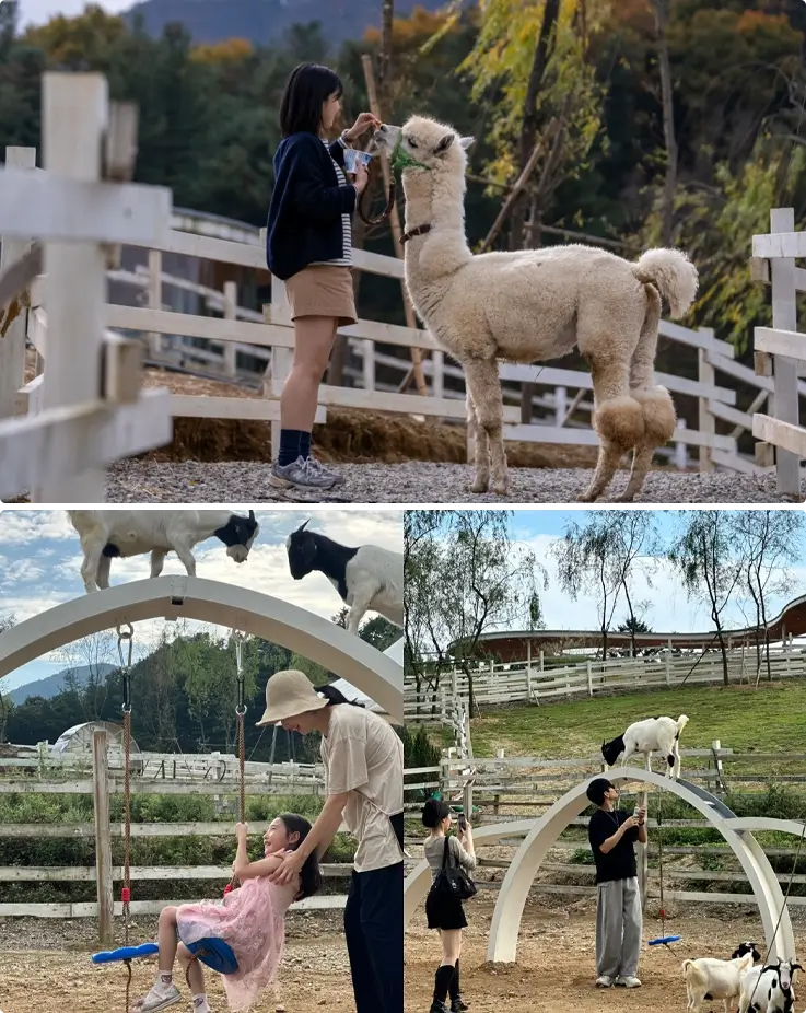 Visitor feeding alpacas above, with visitors swinging and goats nearby at Gapyeong Sheep Ranch
