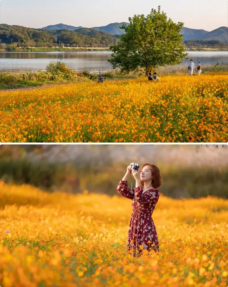 Seasonal flowers at the Water Garden in Namyangju