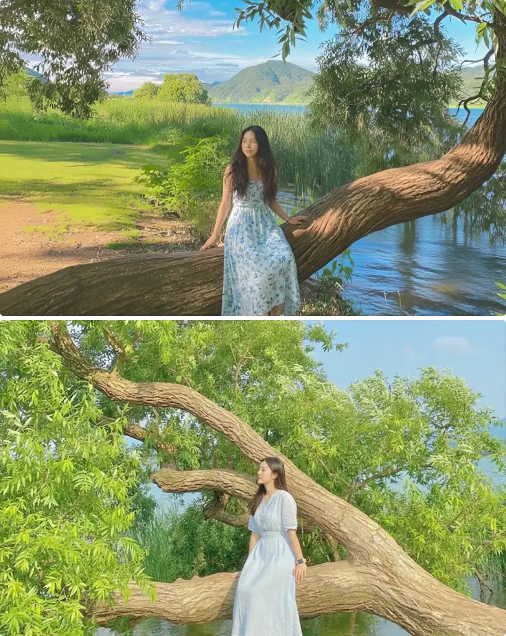 Visitors taking photos at the leaning willow tree at the Water Garden in Namyangju
