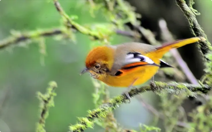 Chestnut-tailed Minla at Doi Inthanon National Park near Chiang Mai