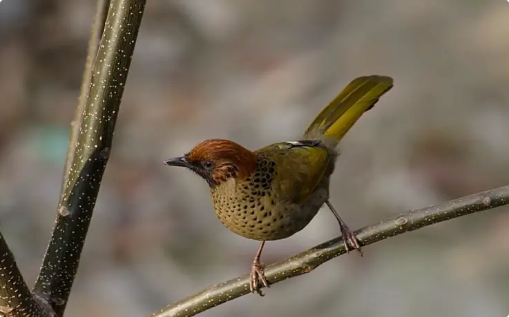 Chestnut-crowned laughingthrush at Doi Inthanon National Park near Chiang Mai