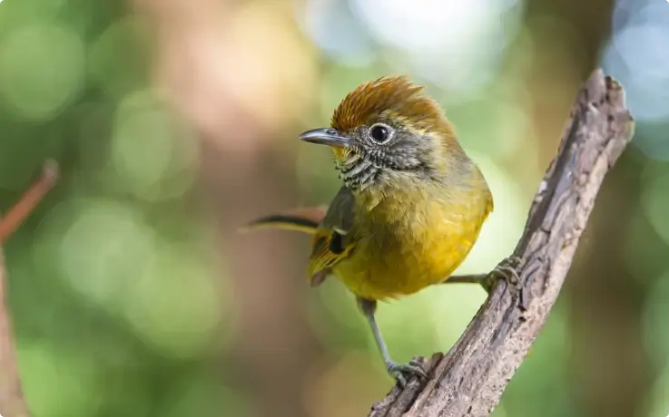 Bar Throated Minia at Doi Inthanon National Park near Chiang Mai