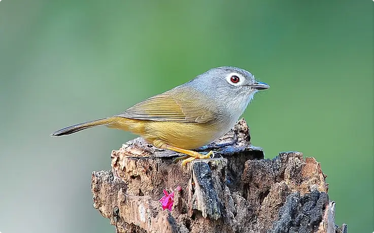 Gray Cheeked Fulvetta at Doi Inthanon National Park near Chiang Mai
