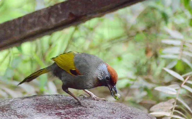 Silver-eared Laughingthrush at Doi Inthanon National Park near Chiang Mai