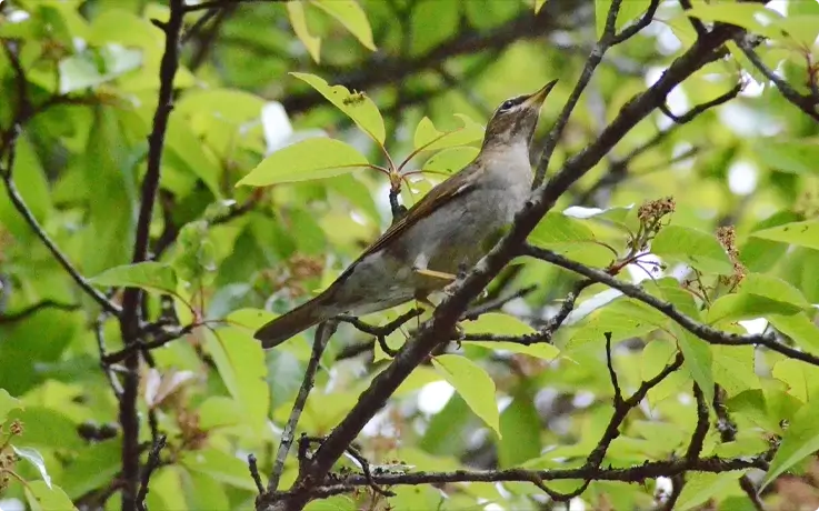 Grey-sided Thrush at Doi Inthanon National Park near Chiang Mai