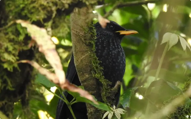 Blue Whistling-Thrush at Doi Inthanon National Park near Chiang Mai