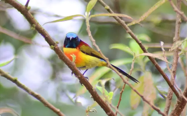 Green-tailed Sunbird at Doi Inthanon National Park near Chiang Mai
